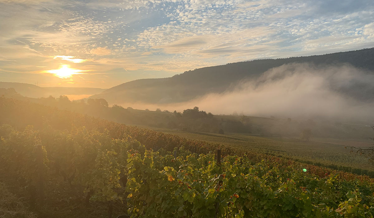 Bürgstädter Weinberge am Morgen