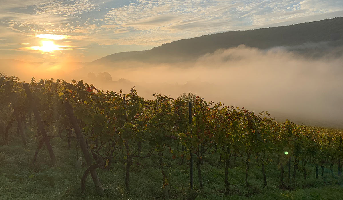 Bürgstädter Weinberge am Morgen