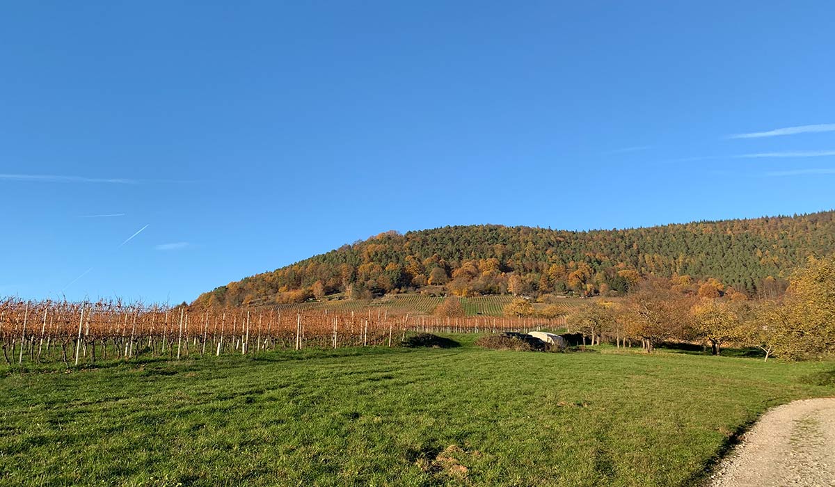 Bürgstädter Weinberge im Sommer