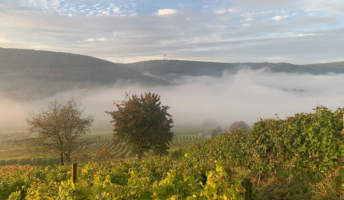 Bürgstädter Weinberge am Morgen